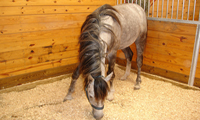 wood pellets for horse bedding 