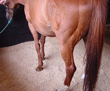 wood-pellet-horse-bedding